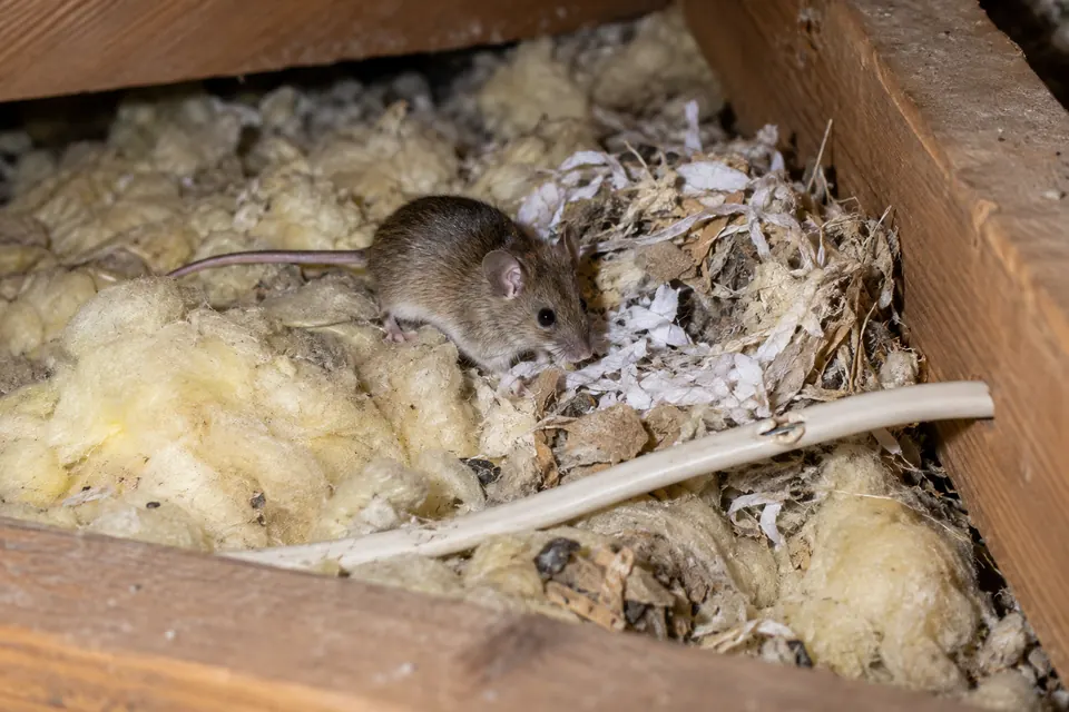 Illustration of a house mouse beside nesting material and a gnawed cable in attic insulation