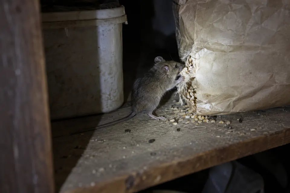 Illustration of a small mouse gnawing a feed bag inside a dim storage cabinet