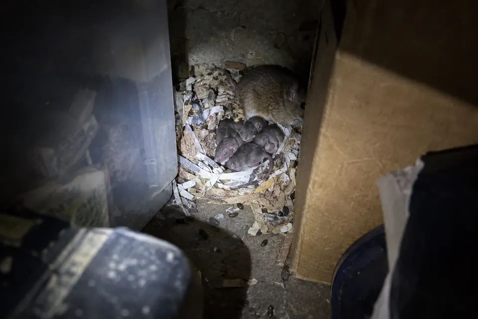 Illustration of a house mouse and young in a nest behind stored boxes under dim flashlight light